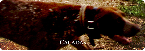 Caadas